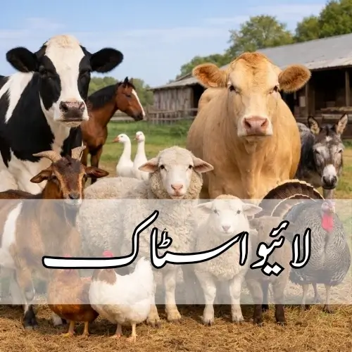Livestock