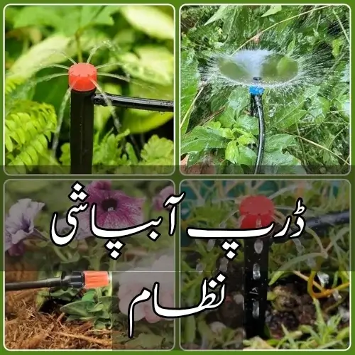 Drip Irrigation & Sprinkler System 