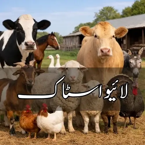 Livestock